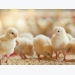 How broiler super pre-starter diets impact bird growth