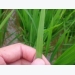 Bệnh đạo ôn phát sinh gây hại 200 ha lúa Nghệ An
