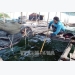 Good times for Kiên Giang farmers breeding fish in cages
