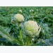Plant These 10 Perennial Vegetables and Reap Harvests Year After Year