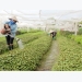 Bac Giang supports safe vegetable farming cooperative