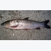 Đặc điểm sinh học của một số loài cá nuôi lồng bè tại tỉnh Quảng Nam (cá trắm cỏ)