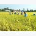 Hiệu quả sản xuất giống lúa ở Đồng Tháp
