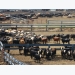 Water troughs key to toxic E. coli spread in cattle