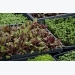 Cropped: How to Grow Microgreens