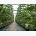 City to pay interest for hi-tech farms