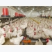Selection of chickens with increased disease resistance one step closer
