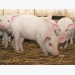 Can farm animals stomach new types of feed?