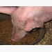 Leveraging the potential of feed ingredients in broiler, swine diets