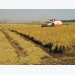 South region harvests 11 million tonnes of Winter-Spring rice