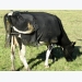 New urine sensors to track cows' nitrogen excretion