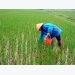 Hy vọng một lúa xuân đầy hứa hẹn