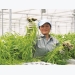 Nâng cao năng suất chất lượng nhờ ứng dụng nano trong nông nghiệp
