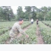 Bac Giang expands 100 hectares of safe Bat Tien tea growing area