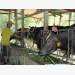 Hà Nam phát triển chăn nuôi bò sinh sản, bò thịt chất lượng cao