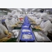 Vietnam goes to WTO to challenge US restrictions on pangasius fish