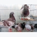 Kỹ thuật chăn nuôi chim bồ câu sinh sản một vốn bốn lời