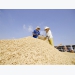 Rice export growth may slow as demand drops from big customers