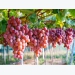 Australia seeks to boost export of table grapes to Vietnam