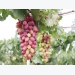 Grape variety approved for cultivation
