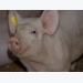 Listeria implicated in diarrhea in finishing swine