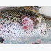 Fish disease guide - Salmonid Rickettsial Septicaemia