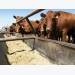 Cattle deaths prompt investigation, recall