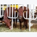 US: Efficiency, production challenges drive new role for cattle grow yards