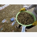 Vietnam's 2018/2019 coffee output to fall sharply: industry body
