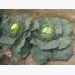 Growing Cabbage including Savoy Cabbage in the Vegetable Garden
