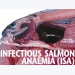 Hướng dẫn bệnh cá - Bệnh truyền nhiễm thiếu máu ở cá hồi (ISA)
