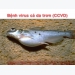 Hướng dẫn bệnh cá - Bệnh virus cá da trơn (CCVD)