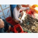 Cam Bình: Bumper crop brings lobster farmers huge profit