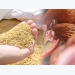 Giảm giá thành thức ăn cho heo gà bằng cách sử dụng các enzyme carbohydrase