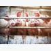 6 lesser-known compounds to control piglet diarrhea