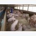 Forming value chains to enhance competitiveness for pig farmers