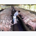 Credit institutions asked to aid disease-hit pig farmers