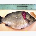 Fish disease guide - Epizootic Ulcerative Syndrome (Red Spot Disease)