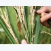 Phòng trừ bệnh đạo ôn cổ bông và lem lép hạt lúa Đông Xuân hiệu quả nhất