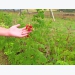 Strawberry trial passes with flying colours