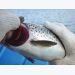 Fish disease guide - Amoebic gill disease (AGD)