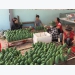 Vietnam’s fruits cleared for export to US market