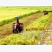 Bạc Liêu to continue expansion of large-scale rice fields