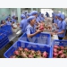 Fruit, vegetable sector targets 4.2 billion USD in export turnover in 2019