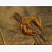 Are crayfish farmers overfeeding?