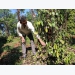 Bình Phước enters pepper harvest season, plagued by labour shortage