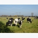 Can lipid supplementation decrease enteric methane emission in dairy cows?