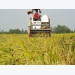 Rice export slump affects local prices
