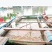 Young man succeeds in farming koi fish