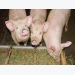 5 feeding strategies to combat piglet diarrhea